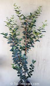 Image result for Eugenia natalitia