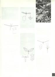 Image result for Kohautia confusa