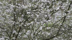Ireland has the lowest tree cover in europe. In The Pink Why I M Weak At The Knees For Spring Flowering Trees