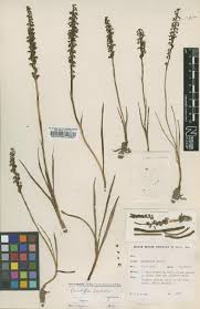 Image result for Disa ochrostachya