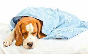 We did not find results for: Home Remedies How To Treat Your Dog S Upset Stomach At Home Canine Campus Dog Daycare Boarding