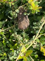 Image result for Savannosiphon euryphyllus