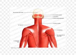 Our muscle chart & diagram below lists the scientific name for each. Posterior Triangle Of The Neck Head And Neck Anatomy Muscle Human Body Png 600x600px Watercolor Cartoon