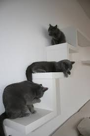 Erfahrungen Mit Ikea Regalen Fur Catwalk Seite 3 Katzen Forum Ikea Katzen Katzen Spielplatz Catwalk Katzen