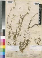 Image result for Fockea angustifolia