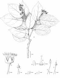 Image result for Scolopia