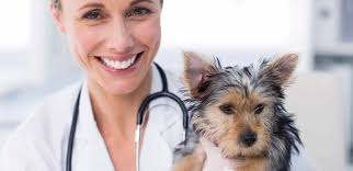 Ask A Vet Questions For Free Ask A Vet Vet Questions Vets
