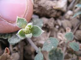 Image result for Glinus