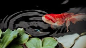 Menurut feng shui, hal ini dapat membuat penghuninya mengalami penyakit jantung. 12 Desain Kolam Ikan Koi Untuk Hilangkan Stress Rumah Com