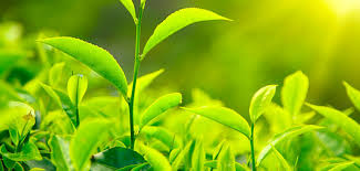 Deboucher Une Canalisation Naturellement Blog