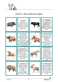 Soayschafe lassen sich durch hütehunde nicht lenken. Die Steinzeit Lernbiene Verlag