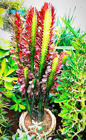 Image result for Pavetta gerstneri