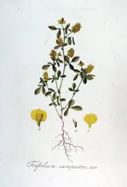 Image result for Trifolium campestre