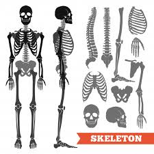 This science quiz game will help you learn 15 of the. Free Vector Human Bones And Skeleton Set