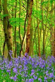 Wald Baume Blaue Blumen Fruhling 640x1136 Iphone 5 5s 5c Se Hintergrundbilder Hd Bild Mit einem eigenen hintergrundbild wird ihr iphone viel persönlicher. wald baume blaue blumen fruhling