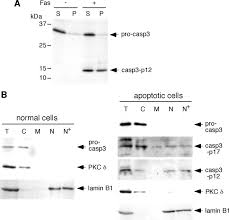 The most visually recognizable, the upc (universal product code) is a linear 1d barcode made up of two parts: Nuclear Translocation Of Caspase 3 Is Dependent On Its Proteolytic Activation And Recognition Of A Substrate Like Protein S Journal Of Biological Chemistry
