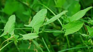 Image result for Convolvulus arvensis