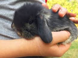 Image result for bunny
