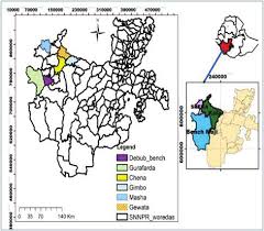Image result for Vernonia congolensis