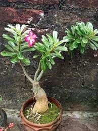 Bonsai Desert Rose Plants Projects To Try