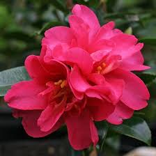 Camellia Sasanqua Kanjiro In 2020 Camellia Autumn Garden Fragrant Garden