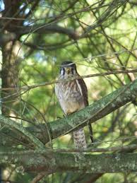 Indiana Wildlife Wildlife Animals Pets