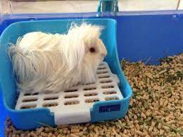 Peruvian Guinea Pigs