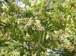 Image result for Clausena anisata