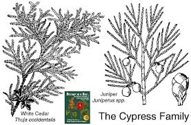 Image result for Cupressaceae