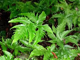 Image result for Tectaria