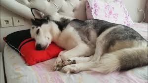 Sibirya Kurdu Almali Miyim Husky Bahcede Beslenir Mi En Cok Sorulanlar Youtube