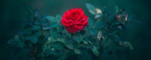 2560x1600 2560x1440 qhd 2048x1152 1920x1200 1920x1080 full hd 1366x768 1280x720 hd. Rose Ultrawide Monitor Wallpapers Hd Desktop Backgrounds 2048x1152 Images And Pictures