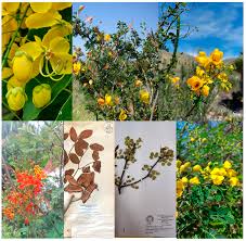 Image result for Fabaceae subfamily Caesalpinioideae