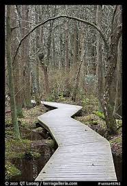 Address, phone number, white cedar swamp reviews: Boardwalk Atlantic White Cedar Swamp Trail Cape Cod National Seashore Cape Cod Massachussets Usa Color White Cedar Cape Cod Scenic