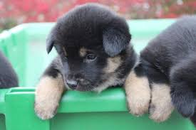 Maybe you would like to learn more about one of these? Rare Black Tan Jindo Puppy For Sale Six Weeks Old For Sale In Columbus Ohio Classified Americanlisted Com