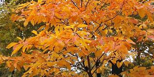 Itching to get your hands dirty? Sassafras Tree City Of Mentor Ohio