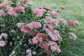 We did not find results for: 17 Best Perennials That Offer Long Bloom Periods