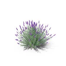 Lavender Bush Png Images Psds For Download Pixelsquid S10692338a Pngkit selects 408 hd lavender png images for free download. lavender bush png images psds for