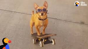 Want to see a goat roll along like the who said tortoises were slow? Dog Loves To Go To The Skate Park With His Dad The Dodo Youtube