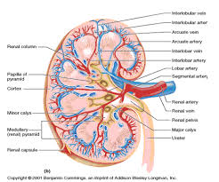 Ekskresi urin diperlukan untuk menjaga homeostasis cairan tubuh. Gambar Ginjal Pengertian Fungsi Sistem Ekskresi Kelainan