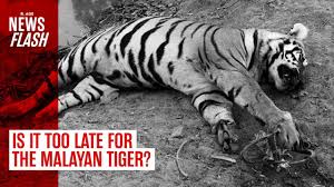 They are found around the river locations. Is It Too Late For The Malayan Tiger Newsflash Youtube
