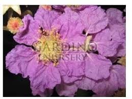 Image result for Lagerstroemia speciosa