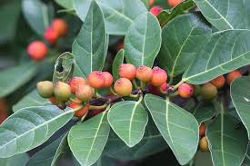 Image result for Ficus fischeri