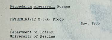 Image result for Afroligusticum claessensii