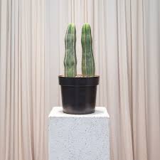 Image result for Lophocereus marginatus