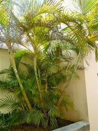 Image result for Dypsis