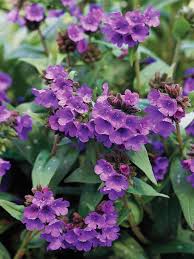 Pin on indoor flowering plants. Perennials For Shady Gardens Zone 9