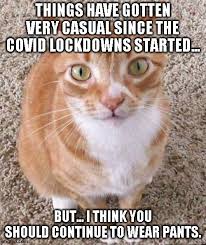 Taking a few minutes out of your day to dress them up gives you the chance to develop a bond with them and satisfy their need for attention. Cats Cat Memes Gifs Imgflip