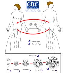 Image result for Sarcoptes scabiei life cycle