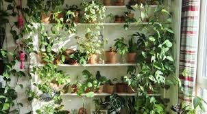 What are the best indoor plants? The 10 Best Plant Stores In Toronto Curated